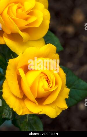 Romantische und lebendige Rosa Goldene Hochzeit, natürliche Blumenportrait Stockfoto