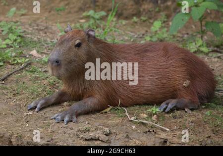 Nahaufgangsseite auf dem Porträt von Capybara (Hydrochoerus hydrochaeris), das am Ufer der Pampas del Yacuma, Bolivien, liegt. Stockfoto