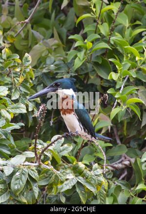 Nahaufnahme eines farbenfrohen Ringelfischers (Megaceryle torquata), der auf einem Zweig sitzt und von Bäumen umgeben ist Pampas del Yacuma, Bolivien. Stockfoto