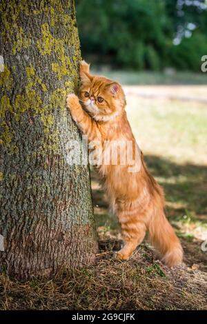 Persische rote Katze schärft ihre Krallen gegen den Baum Stockfoto