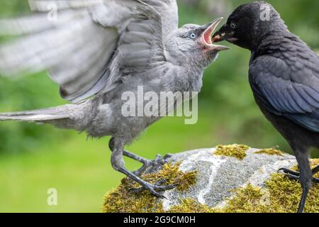 Jacdaws (Corvus monedula). Einer füttert den anderen. Beide Jungtiere des Jahres. Ein Woche älterer dunkler Vogel, der Futter in den weit geöffneten Schnabel eines anderen bringt. Stockfoto