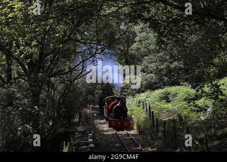 Die No7 fährt mit der Corris Railway durch den Wald bei Maespoeth. Stockfoto