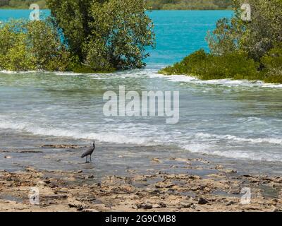 Eastern Reef Egret Dark Morph (Egretta sacra) am Ufer von Mangroven, Willie Creek, Dampier Peninsula, Western Australia Stockfoto