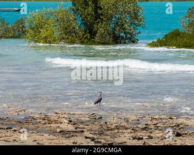 Eastern Reef Egret Dark Morph (Egretta sacra) am Ufer von Mangroven, Willie Creek, Dampier Peninsula, Western Australia Stockfoto