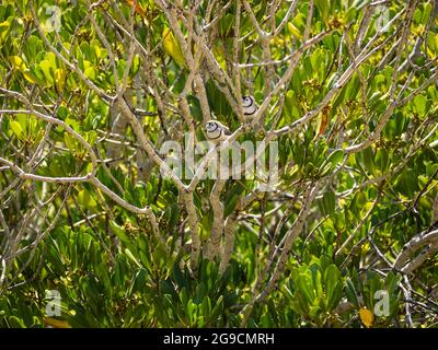 Ein Paar Doppelbarred-Finken (Taeniopygia bichenovii), die in einem Mangrovenbaum oberhalb von Willie Creek, Dampier Peninsula, Westaustralien, thront Stockfoto