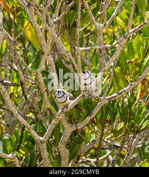 Ein Paar Doppelbarred-Finken (Taeniopygia bichenovii), die in einem Mangrovenbaum oberhalb von Willie Creek, Dampier Peninsula, Westaustralien, thront Stockfoto
