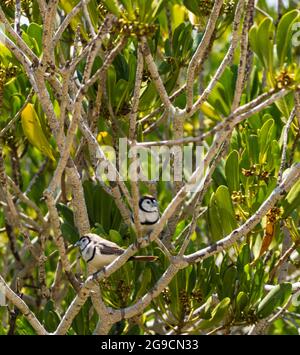 Ein Paar Doppelbarred-Finken (Taeniopygia bichenovii), die in einem Mangrovenbaum oberhalb von Willie Creek, Dampier Peninsula, Westaustralien, thront Stockfoto