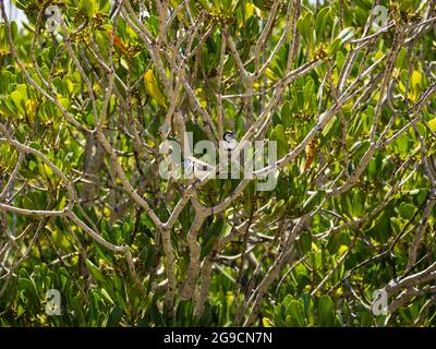 Ein Paar Doppelbarred-Finken (Taeniopygia bichenovii), die in einem Mangrovenbaum oberhalb von Willie Creek, Dampier Peninsula, Westaustralien, thront Stockfoto