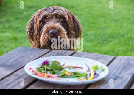 Ein Hund von Griffon Korthals mit einem bekledigenden oder schuldigen Blick. Ein Teller mit den Überresten eines Salats und kein Fleisch im Vordergrund. Stockfoto