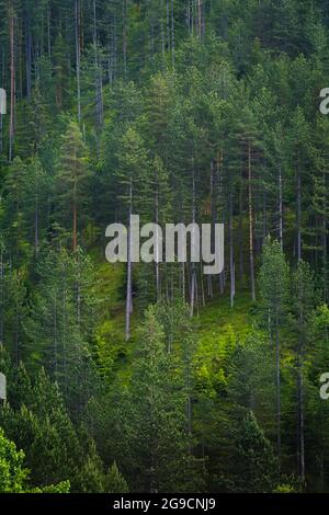 Kiefernwald Im Sommer. Schöner Kiefernwald in den High Mountains, selektiver Fokus Stockfoto