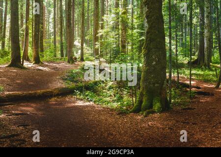 Weg in dichten grünen Wald. Der schöne dichte grüne Wald mit einer Vielzahl von Bäumen und Pflanzen auf einem Berg im Sommer. Stockfoto