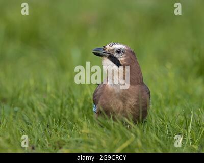 Eurasischer Eichelhäher (Garrulus glandarius), im Gras sitzend, Cambridgeshire, England Stockfoto