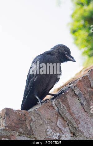 Dohlen (Corvus monedula). Jugendlich. Junger Vogel. Auf einer Ziegelwand stehend. Mitglied der Krähenfamilie oder der Corvidfamilie. Passantin. Hellgelb g Stockfoto