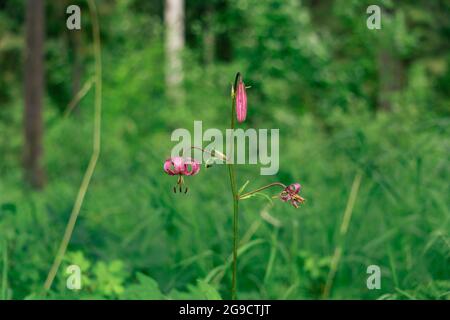 Drei Lebensstadien einer lila Seerose-Martagon-Blume auf verschwommenem Hintergrund Stockfoto