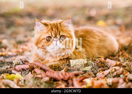 Rote Perserkatze im Herbsthintergrund mit abgefallenen trockenen Blättern Stockfoto