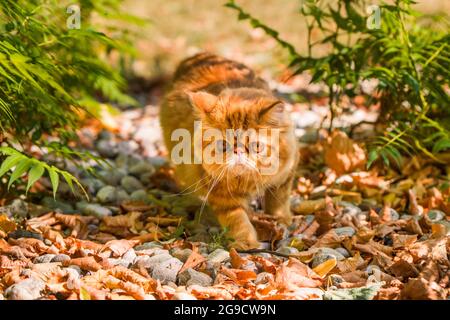 Rote Perserkatze im Herbsthintergrund mit abgefallenen trockenen Blättern Stockfoto