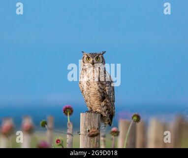 Die große gehörnte Eule, die auf einem Zaunpfosten thront, beginnt ihre Jagd für die Nacht zu machen Stockfoto