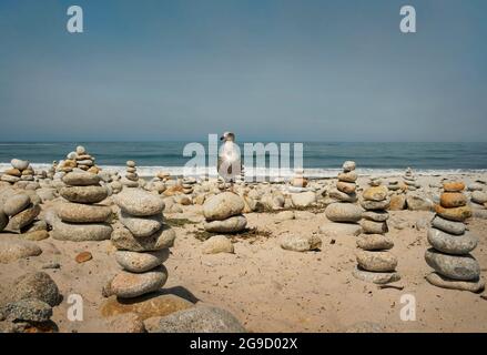 Heermanns Möwe zwischen Kiesstapeln. Pebble Beach entlang der 17 Meilen langen Fahrt, Kalifornien, USA. September 2019 Stockfoto