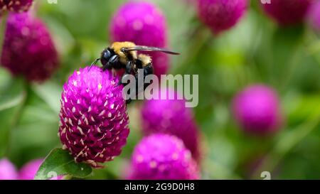 Hummel auf rosa Globus Amaranth (Gomphrena globosa) Blume in extremen Makro Stockfoto