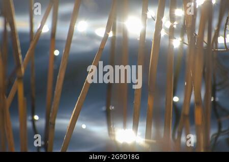 Goldene Schilfhalme in blauem Meerwasser bewegen sich im Wind, abstrakter Naturhintergrund mit Bewegungsunschärfe, Kopierraum, ausgewählter Fokus, enge Tiefe von Stockfoto