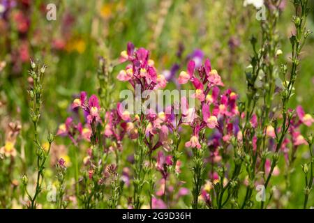 Farbenfrohe, ornamentale linaria maroccana-Blüten, auch bekannt als Nordlicht, Fairy Bouquet und Kröte. Die Blume stammt aus Marokko. Stockfoto
