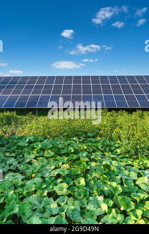 Sonnenkollektoren auf einer Solarfarm unter einem blauen Himmel in einem Garten mit Gemüsegarten Stockfoto