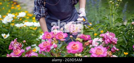 Ein Gärtnermädchen in Handschuhen kümmert sich um Büsche mit üppig rosa Pfingstrosen. Stockfoto