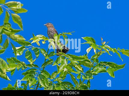 Rotflügeliger Amsel Agelaius phoeniceus Weibchen thront auf der Baumspitze. Stockfoto