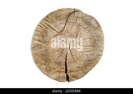 Runder Baum isoliert auf weißem Hintergrund. Birkenstamm mit Rissen. Holzstruktur Stockfoto