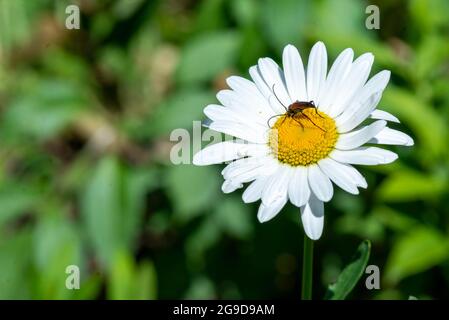 Ein schöner Käfer flog auf einer weißen Gänseblümchen auf dem Rasen Stockfoto