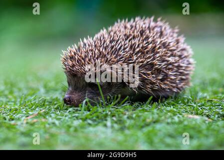 Ein sehr stacheliger Igel sitzt auf einer Lichtung Stockfoto