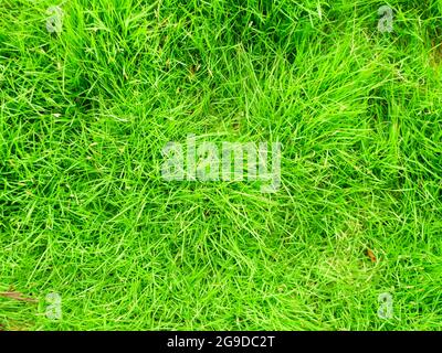 Grünes Gras Textur Hintergrund Draufsicht auf helles Gras. Hintergrund eines grünen Grases. Grünes Gras Textur Grünes Gras Textur aus einem Feld Stockfoto
