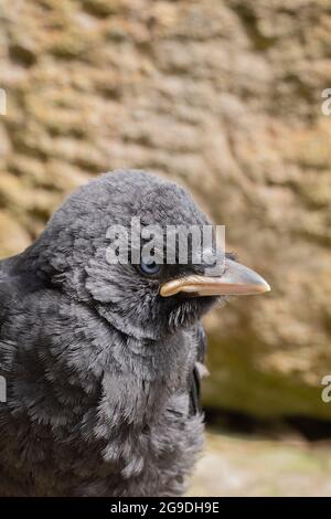 Dohlen (Corvus monedula). Jugendlich. Junger Vogel. Mitglied der Krähenfamilie oder der Corvidfamilie. Passantin. Blassgelber Gape an der Schnabelbasis Stockfoto