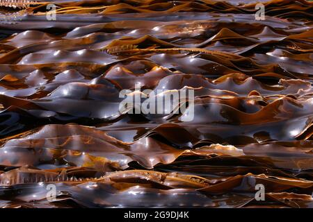 Brown Kombu Seetang liegt an einer felsigen Küste bei Ebbe spiegelt die Sommersonne Stockfoto