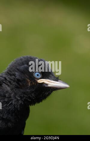 Dohlen (Corvus monedula). Hochformat. Kopfprofil eines jungen, unreifen Vogels. Stockfoto