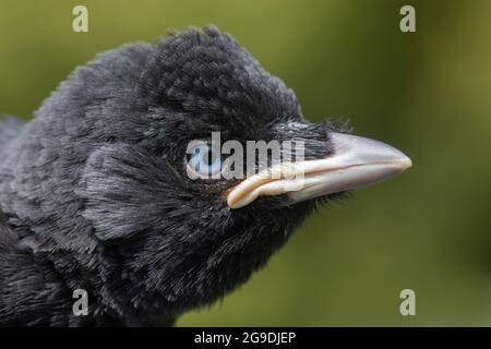 Dohlen (Corvus monedula). Hochformat. Kopfprofil eines jungen, unreifen Vogels. Beachten Sie den auffälligen hellgelben, am oberen und unteren Rand des Oberkegals liegenden Rand Stockfoto