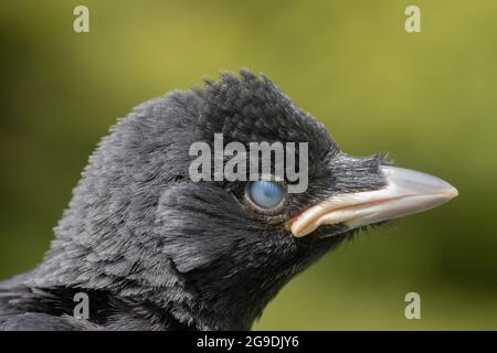 Dohlen (Corvus monedula). Hochformat. Kopfprofil eines jungen, unreifen Vogels. Dritter Augenlid oder niktibilierendes Memban, das über die Augenoberfläche gezogen wird. Stockfoto