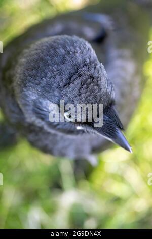 Dohlen (Corvus monedula). Jugendlich. Junger Vogel. Mitglied der Krähenfamilie oder der Corvidfamilie. Passantin. Rückenansicht, oben auf dem Kopf. Zeigt f an Stockfoto