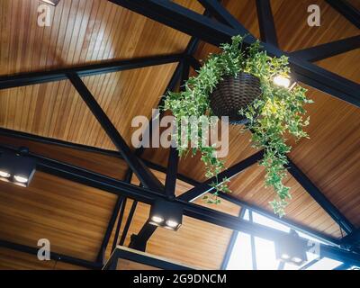 Hängender Pflanzenkorb mit grünen Blättern auf der schwarzen Eisenkonstruktion unter dem Holzdach mit Deckenlampe im Inneren des modernen Gebäudes. Stockfoto