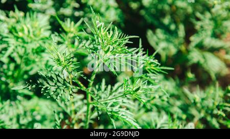 Ragweed Pflanzenallergen, giftiges Wiesengras. Blühender Ambrosia-Busch. Allergie gegen Ambrosia. Blühende Pollen artemisiifolia ist Gefahr Allergen in Stockfoto