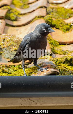 Junge Jackdaw (Corvus monedula). Der jüngste Nestflüchtler, ein flüggeriger Jungtier, der auf einem mit Moos und Flechten bedeckten Hausdach sitzend ist. Stockfoto