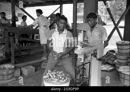 Die Southwest Alabama Farmers Cooperative Association (SWAFCA) wurde 1967 von Albert Turner als wirtschaftlicher Anstoß gegründet, um schwarzen Südstaatlern den Besitz und die Erhaltung ihres eigenen Landes zu ermöglichen. Dies war eine wichtige, aber weitgehend übersehene Entwicklung der Bürgerrechte im tiefen Süden. Stockfoto