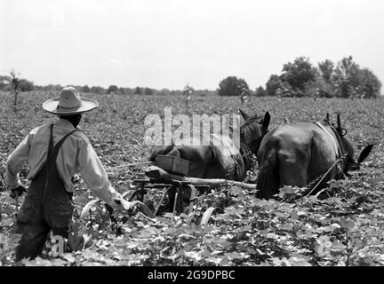 Die Southwest Alabama Farmers Cooperative Association wurde 1967 von Albert Turner als wirtschaftlicher Anstoß gegründet, um schwarzen Südstaatlern den Besitz und die Erhaltung ihres eigenen Landes zu ermöglichen. Dies war eine wichtige, aber weitgehend übersehene Entwicklung der Bürgerrechte im tiefen Süden. Stockfoto