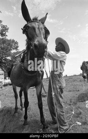 Die Southwest Alabama Farmers Cooperative Association wurde 1967 von Albert Turner als wirtschaftlicher Anstoß gegründet, um schwarzen Südstaatlern den Besitz und die Erhaltung ihres eigenen Landes zu ermöglichen. Dies war eine wichtige, aber weitgehend übersehene Entwicklung der Bürgerrechte im tiefen Süden. Stockfoto