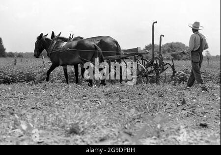 Die Southwest Alabama Farmers Cooperative Association wurde 1967 von Albert Turner als wirtschaftlicher Anstoß gegründet, um schwarzen Südstaatlern den Besitz und die Erhaltung ihres eigenen Landes zu ermöglichen. Dies war eine wichtige, aber weitgehend übersehene Entwicklung der Bürgerrechte im tiefen Süden. Stockfoto