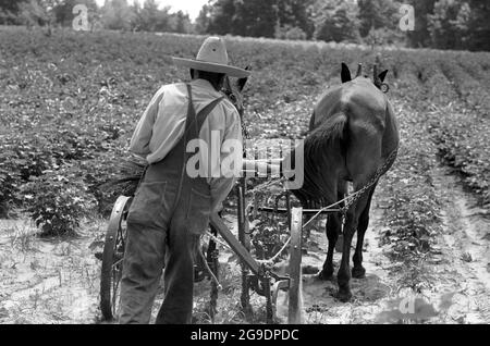 Die Southwest Alabama Farmers Cooperative Association wurde 1967 von Albert Turner als wirtschaftlicher Anstoß gegründet, um schwarzen Südstaatlern den Besitz und die Erhaltung ihres eigenen Landes zu ermöglichen. Dies war eine wichtige, aber weitgehend übersehene Entwicklung der Bürgerrechte im tiefen Süden. Stockfoto