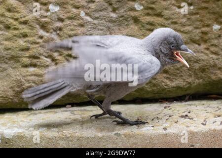 DOHLEN (Corvus monedula). JUGENDLICH, JUNG; unreifer Vogel. Ungewöhnliches, blassgraues Gefieder. Leukystisch, ohne Melaninpigment. Bettelnd, ansprechende Haltung Stockfoto