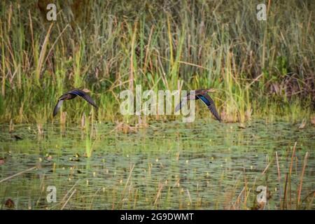 Zwei Enten in den Feuchtgebieten Stockfoto