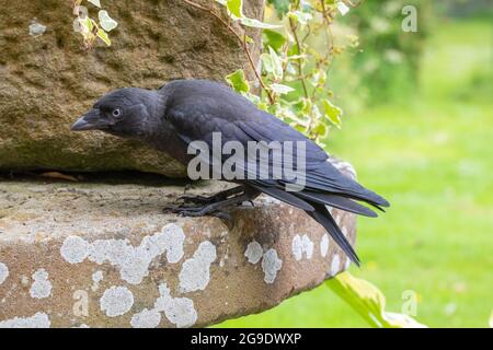 Junge Jackdaw (Corvus monedula). Neuer Nestflüchtler, ein flügges Jungtier, normale Feder, Gefieder, Farbe. Unterwürfige Haltung, Körpersprache. Neugierig. Stockfoto