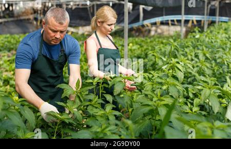 Mann und Frau Gärtner arrangieren Weinspinat Stockfoto